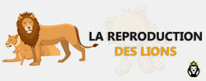 Reproduction Des Lions