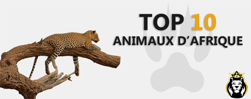 Top 10 des animaux les plus emblématiques d'Afrique