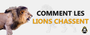 Comment Les Lions Chassent