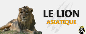 Le Lion Asiatique : Tout Savoir