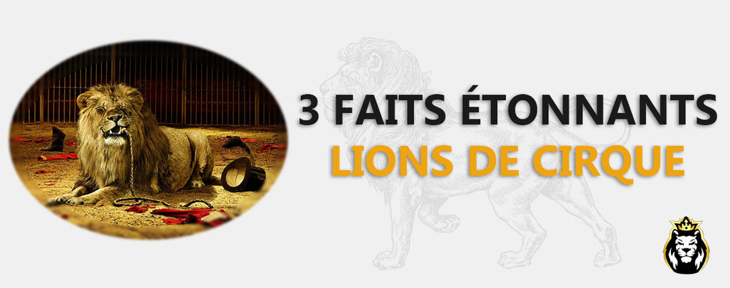 3 Faits Étonnants sur les lions de cirque