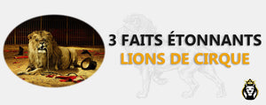 3 Faits Étonnants sur les lions de cirque