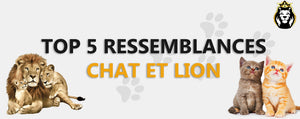 Ressemblance Chat Et Lion